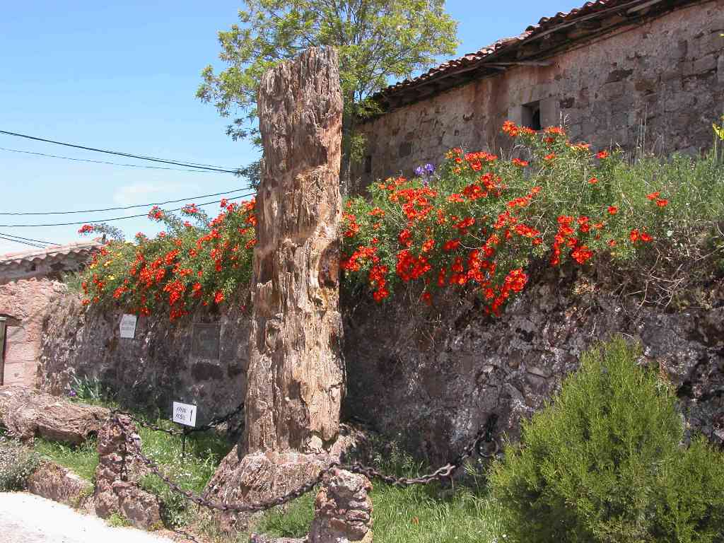 Arbol Fosil Hacinas - Casa Rural La Yedra
